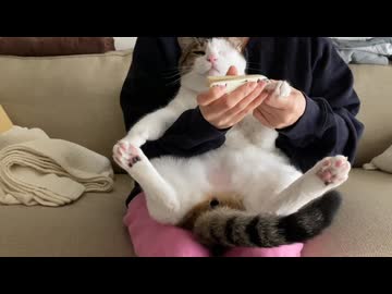 ねこの爪切り