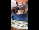 ゆきのためのクッション