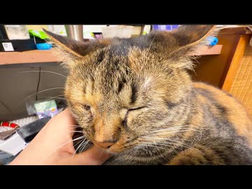 琥麦娘猫、兄猫の看取り後に泣く
