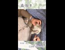 【うさぎ 5歳】爪切り