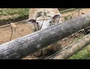 【奈良】めえめえ牧場行ってみた