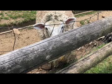 【奈良】めえめえ牧場行ってみた