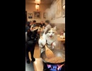 猫中華。猫料理長の気合の鍋さばき。