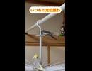 今日も放鳥始まるよ