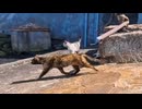 港の猫たちが突然移動開始！付いていくと猫たちのお食事会が始まっていた