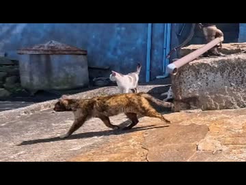 港の猫たちが突然移動開始！付いていくと猫たちのお食事会が始まっていた