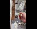 猫とのキャッチボール