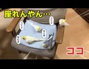 【悲報】ワイの椅子、オカメインコの無法地帯と化すｗｗｗ