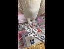 飼い主を翻弄するプロ、モモヒキ隊はちの朝の儀式がこれｗｗ