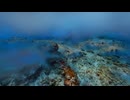 【VRChatワールド紹介】Okinawa Diving