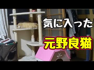 キャットタワーで寝る【元野良猫】
