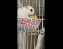 【フクロモモンガ】天才なの!? 教えなくてもトマトの皮だけ綺麗に残す職人技に密着 #フクロモモンガ #おつモモンガ  #shorts