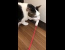 俺のじゃらし