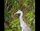もう大きいのに…母カモは全員を集めた（アオサギとカルガモ親子）