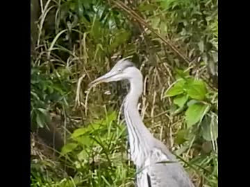 もう大きいのに…母カモは全員を集めた（アオサギとカルガモ親子）