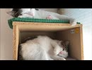 オクタグラムとトリ