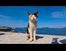 防波堤の上にモフられに上ってきた三毛猫ちゃんがかわいすぎた