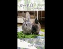 【うさぎ 13歳･5歳】オーツ麦