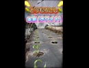 【トウモロコシ定植1週間】謎の肥料追肥で大ピンチ！？【未来ホワイト#3】