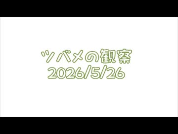 つばめの観察2026No015