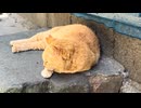 お昼過ぎの島猫たちの様子