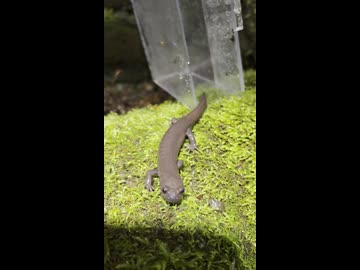 イシヅチサンショウウオ