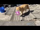 小屋からエサを盗む島猫さんと夕食待ちの島猫さんたち