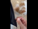 ズボンのヒモに戯れにきた子猫がかわいい