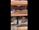 猫小屋の中のニャンズの様子
