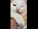 珍妙猫、甘噛みの日々
