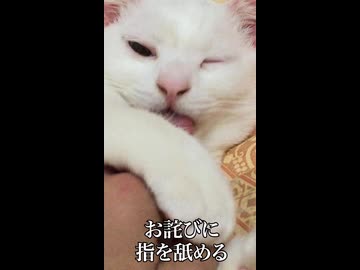 珍妙猫、甘噛みの日々