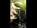 自然から集めた素材だけで作ったビオトープが想像以上だった