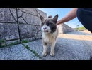 漁港前を歩いていたら島の猫ちゃんが話しかけてきた