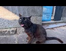 漁港の路地裏を歩いていたら黒猫ちゃんがモフられに出てきてくれた