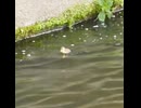 ヒナが1羽だけ孤立…母カモは飛んで戻った【カルガモ親子】