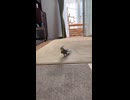 【密着】自由すぎて草ｗ オカメインコななのマイペースな散歩が可愛すぎる！