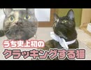 我が家史上初のクラッキングする猫