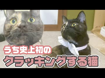 我が家史上初のクラッキングする猫