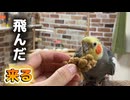 【オカメ密着】飛んできた食い意地が凄すぎるｗｗｗ