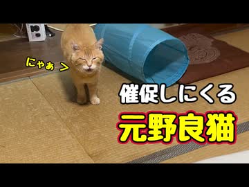 畳の部屋にも慣れてきた【元野良猫】【野良猫】