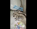 ポーチに隠れるソウちゃんと、ノーマル柄のハヤテくんと、「僕に似て可愛いでしょ？」と自慢してくる曽祖父 #フクロモモンガ  #おつモモンガ  #shorts