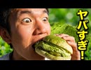 日常演舞 ファミ抹茶パンのヤバすぎる味に……