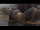 「かわいかった」「癒しです、推しです」毛皮の感触、寝床のにおい・・・コツメカワウソを小学生に特別ガイド　福岡市動物園「保全に関心を」