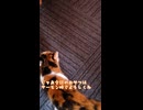 伊勢の呼び出し