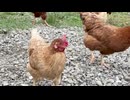 【鶏の散策】2026年5月27日