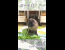 【うさぎ 13歳】オーツ麦