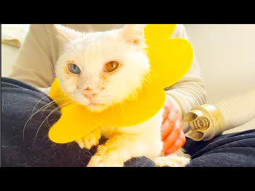 生ける宝石珍獣、過去最大の事変を起こす