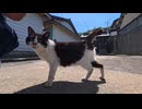 島の通り沿いの石段に座っていたら猫がトコトコ歩いてきて隣に座ってきた