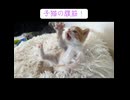 幼猫、腹筋をする