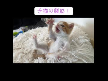 幼猫、腹筋をする